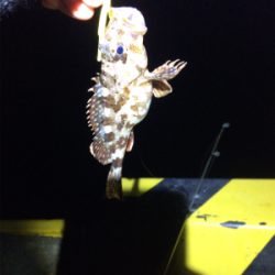 エギングからの