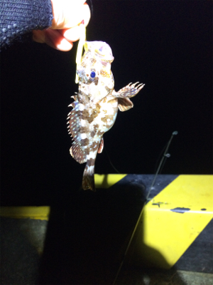 エギングからの