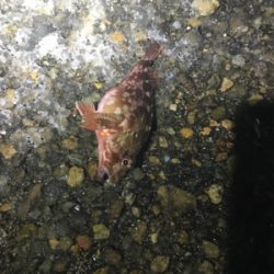 雪の中なんとか