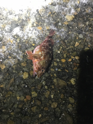 雪の中なんとか