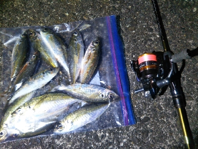 阿南市の椿泊でアジング