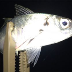 メバリングのちアジング