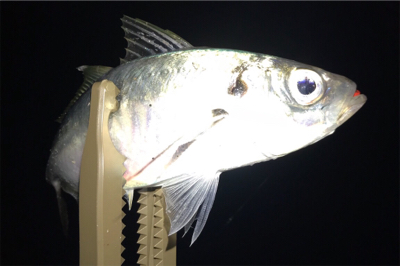 メバリングのちアジング