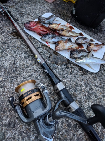 サビキメバル釣り