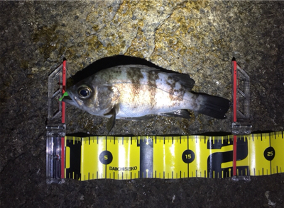 爆風メバリング！