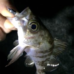 人口島メバリング