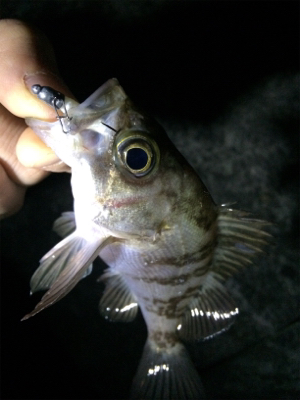 人口島メバリング