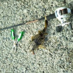 フグしか釣れない…