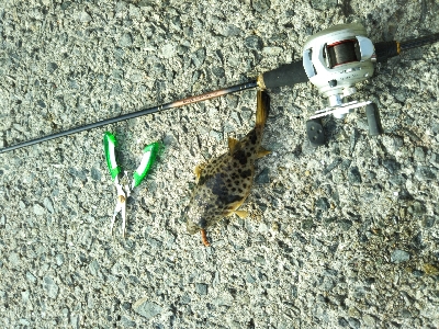 フグしか釣れない…