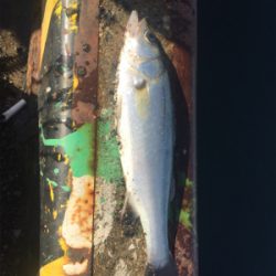 魚のアタリが欲しくて！