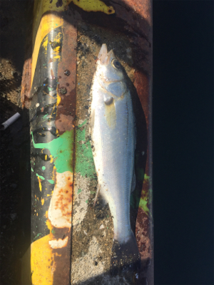 魚のアタリが欲しくて！