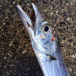 なんとかゲットしたけど。