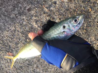 今日は文里港で！