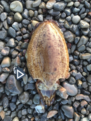 大里松原海岸 ショアジギングでモンゴウイカ…