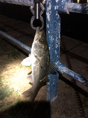 ボラの湧く中、シーバス連続ヒット！