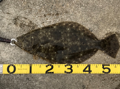 ガシラ狙ってたらヒラメが！