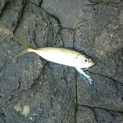 ライトゲーム(*´ω`*)