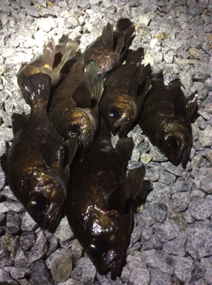 シャローフロートゲーム