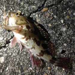 極寒の垂水漁港でガシリング！