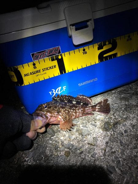 ガシラ１匹だけ