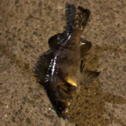 今年初メバリング