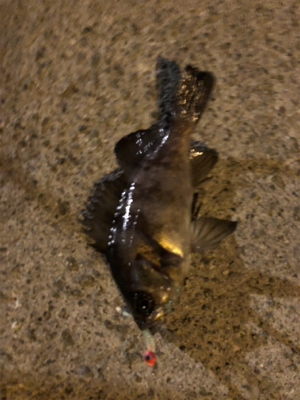 今年初メバリング