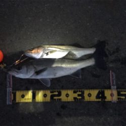 エビ撒きで、ハネ‼︎