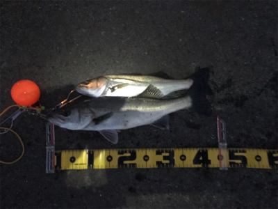 エビ撒きで、ハネ‼︎