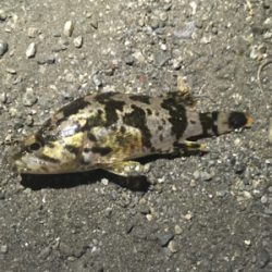 メバリングでタケコノメバルの幼魚？