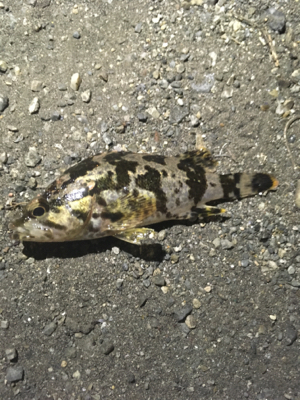 メバリングでタケコノメバルの幼魚？