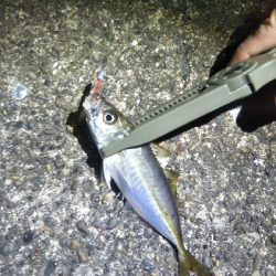 阿南市の椿泊でアジング