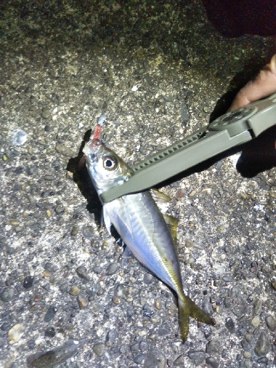 阿南市の椿泊でアジング