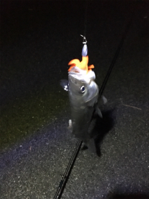 とりあえず釣れた！