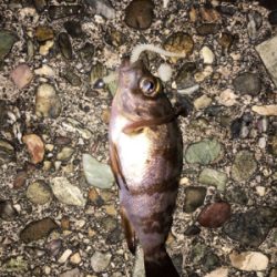 初アジングで人生最大○○