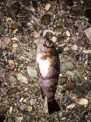 初アジングで人生最大○○