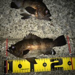 メバルにコミット❗️