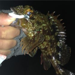 無風だけど渋々の中!垂水漁港でガシリング