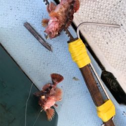 ガシラ  リタックル