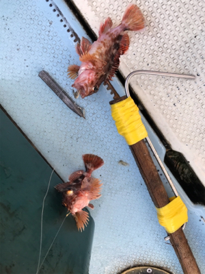 ガシラ  リタックル