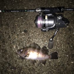 雨でもメバリング