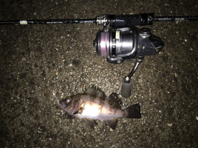 雨でもメバリング