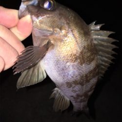 アフター渋めメバリング