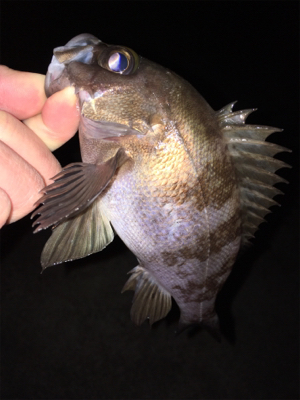 アフター渋めメバリング