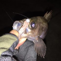 今宵もメバリング