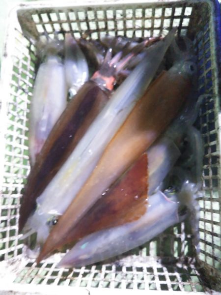 初釣りはイカメタル