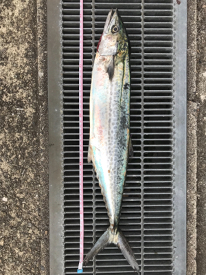 マズメ関係なく釣れました( ^ω^ )