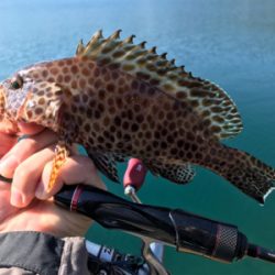 ハタング！(釣行 其の六)