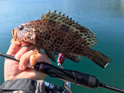 ハタング！(釣行 其の六)