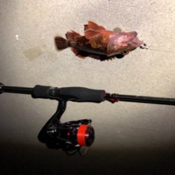 メバルとガシラ