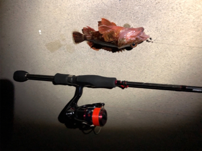 メバルとガシラ